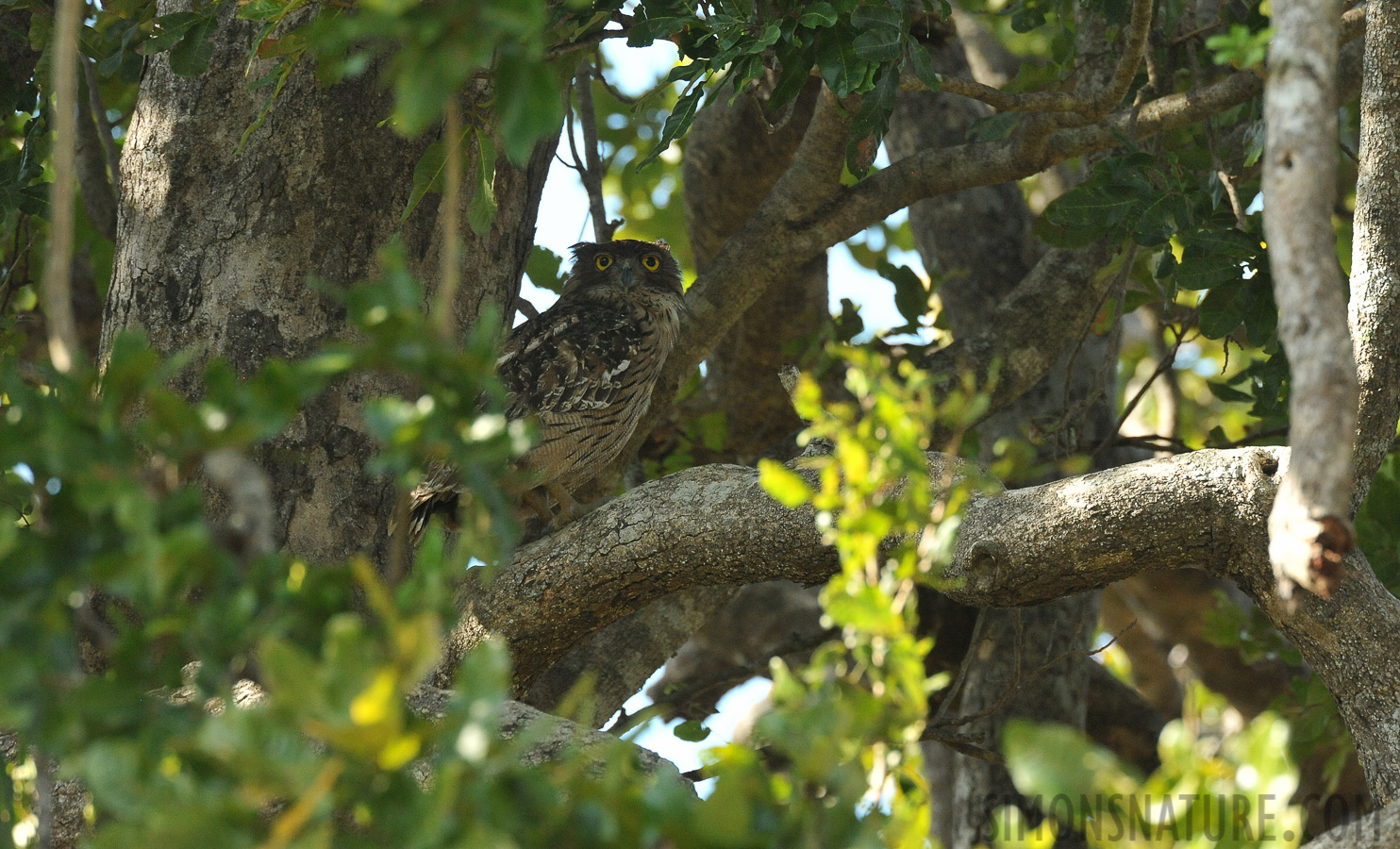 Ketupa zeylonensis zeylonensis [550 mm, 1/640 Sek. bei f / 9.0, ISO 2500]